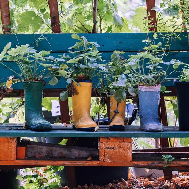 troc plantes