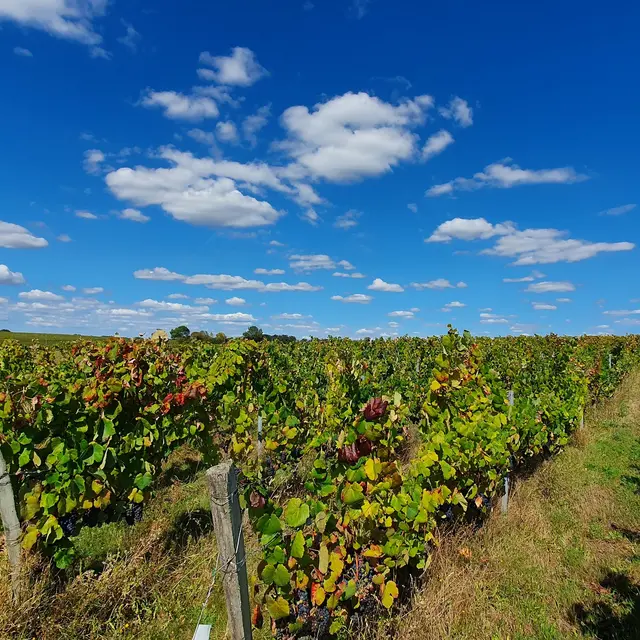 randonnée-les-vignes-pissotte-fontenay-vendee-85200-1
