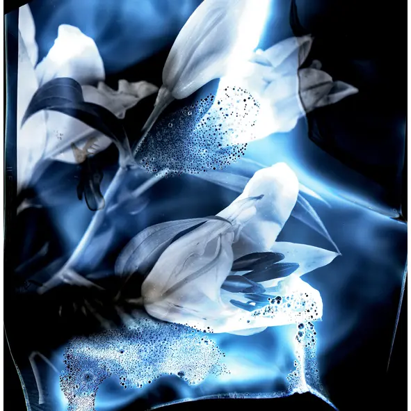 Fleurs cosmiques