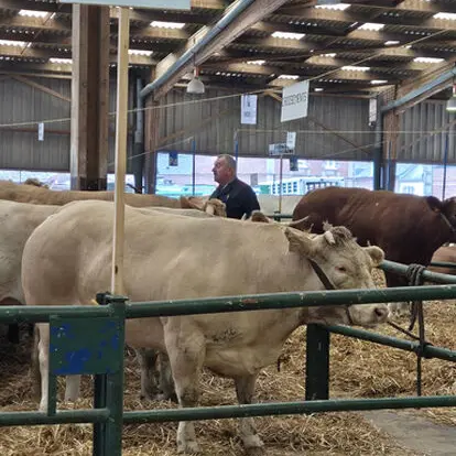 528_977_viande