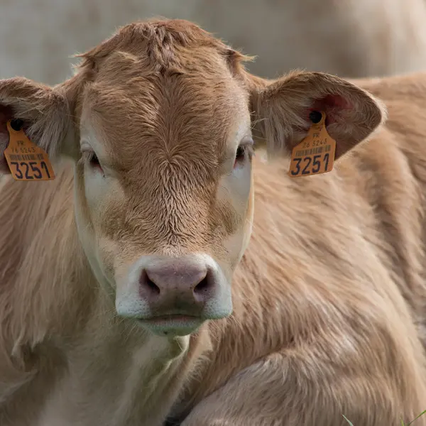 Vaches Ferme des Trois Portes