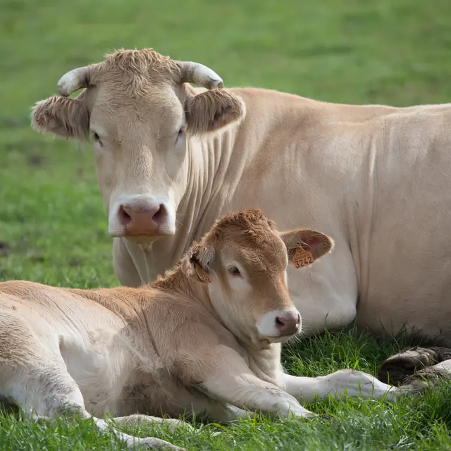 Vaches blonde d'Aquitaine