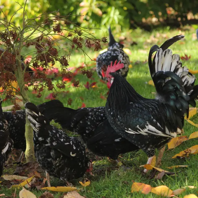 poule-de-gournay