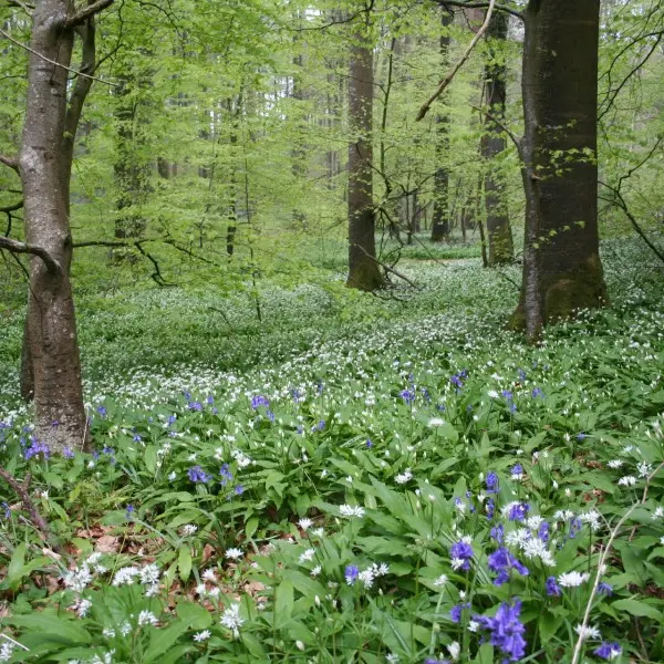 Forêt d'Eu