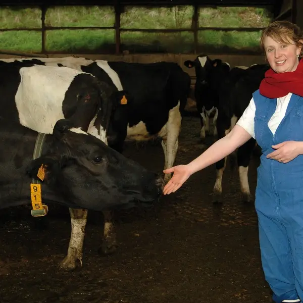 La Vache de Louvicamp