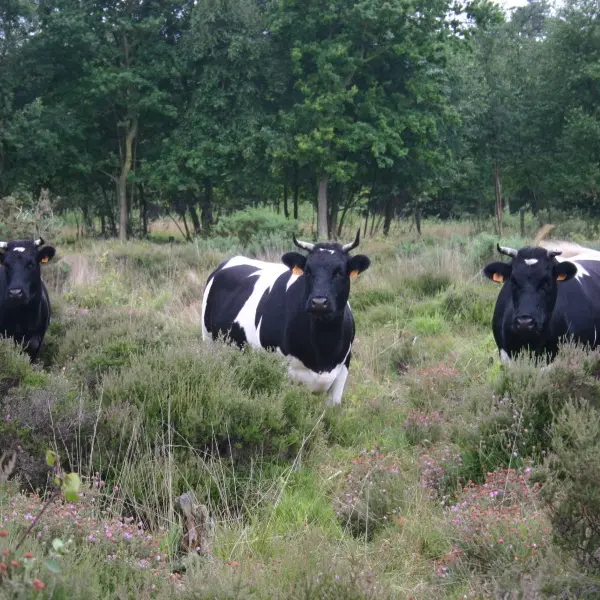 Bois des Communes