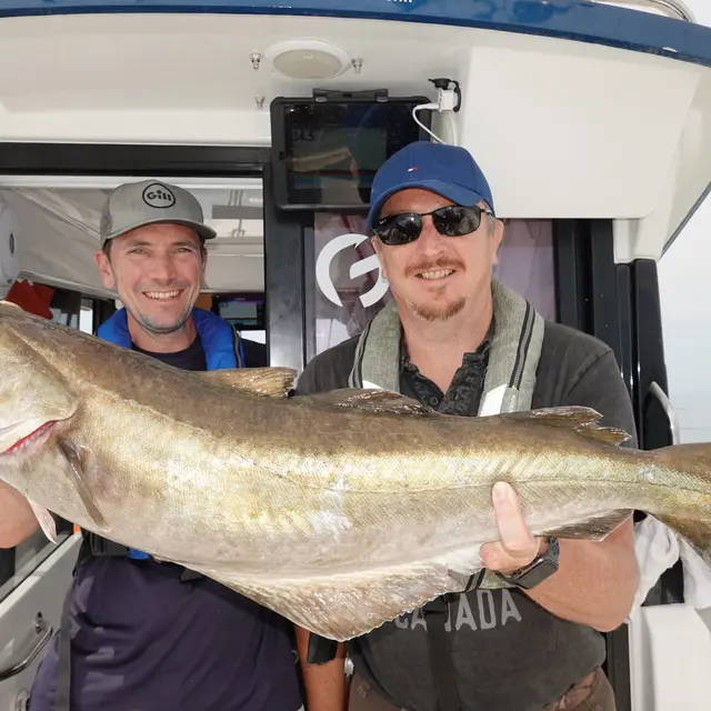 Gros lieu jaune pêché au large de Dieppe