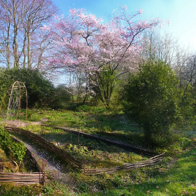 Avril - prunus 'Accolade' - plessis
