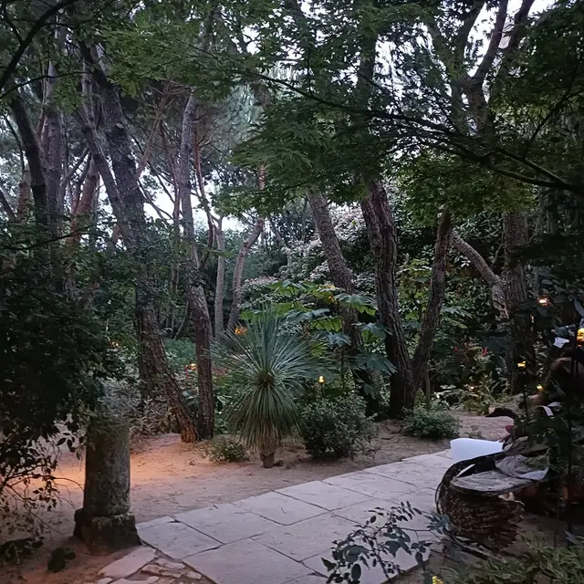 11 07 au 15 08 Nocturne Agapanthes