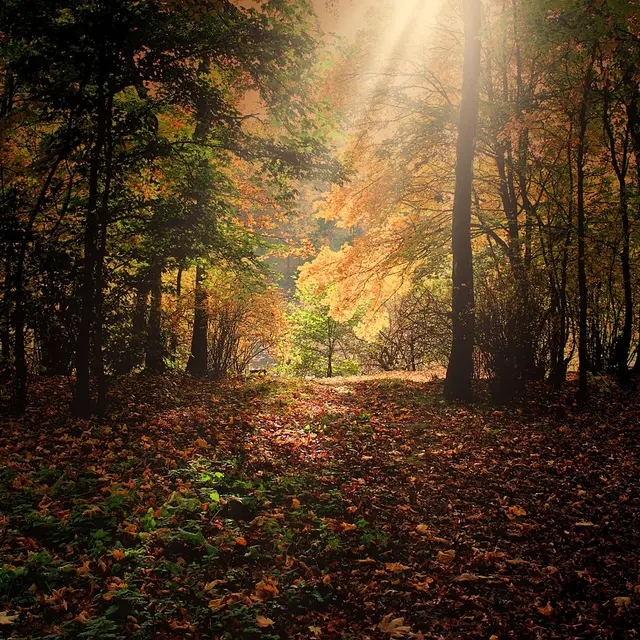 Les fruits d'Automne [Arques-la-Bataille]