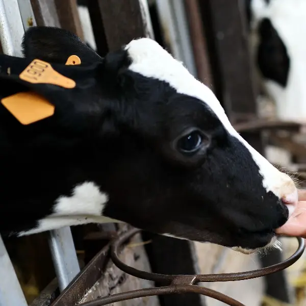 La Vache de Louvicamp