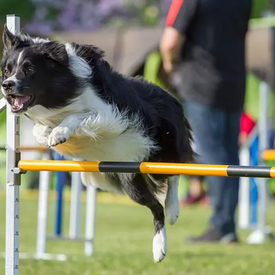 2024_Concours_Agility