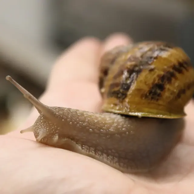 20240319_La ferme aux escargots_credit OIT FECAMP (8)