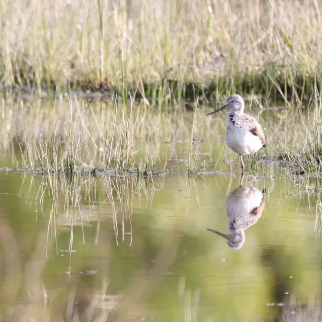Chevalier aboyeur, un oiseau limicole