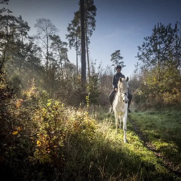 Chevaux