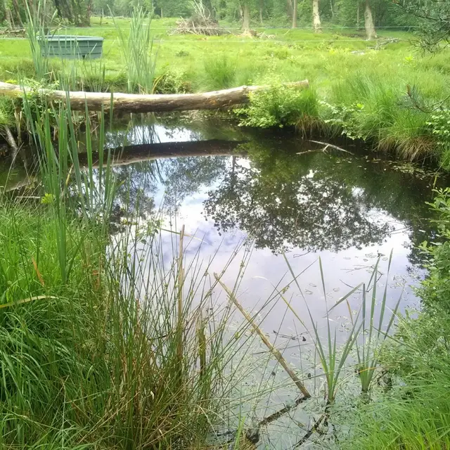 Microcosmos au Cap d'Ailly