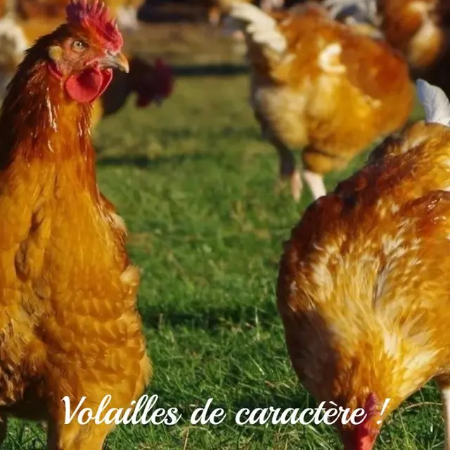 Volailles