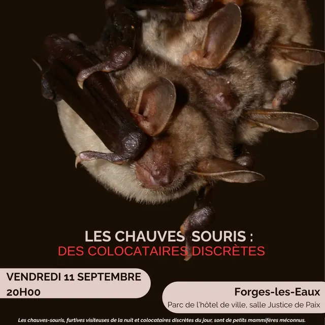 Affiche conf chauvesouris 11septembre - 1
