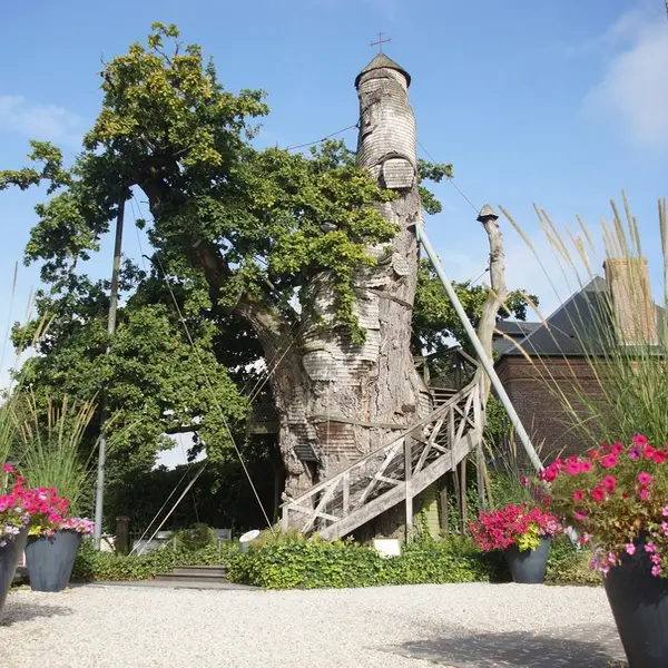Allouville-Bellefosse-Chene-millenaire-Darras-2016