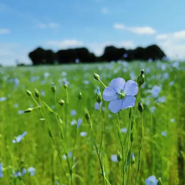 AllouvilleBellefosse_ConferenceLin1©YvetotNormandieTourisme-2026