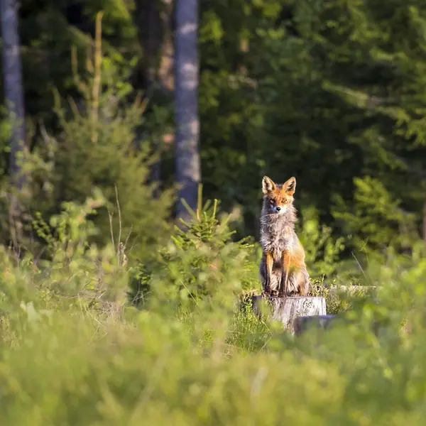 AllouvilleBelleofsse_JeuDePisteDesAnimaux©AssociationCHENE-2025
