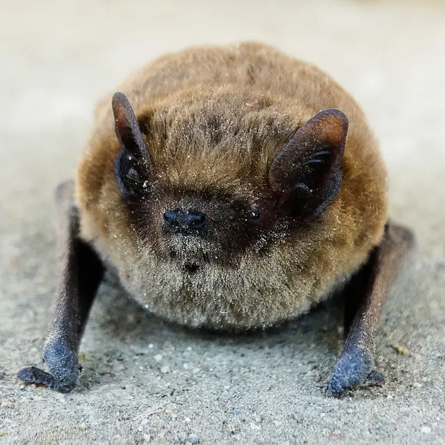 Animations - pipistrelle