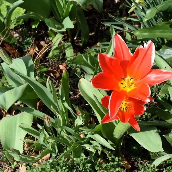 Atelier petite enfance - C'est le printemps