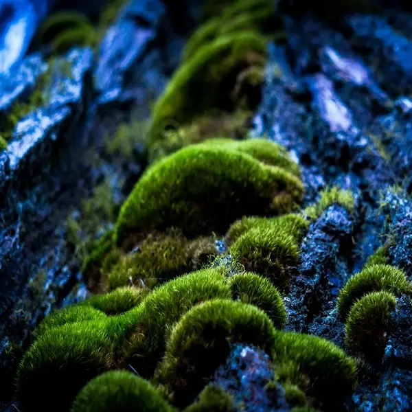 Atelier petite enfance - Ecorce