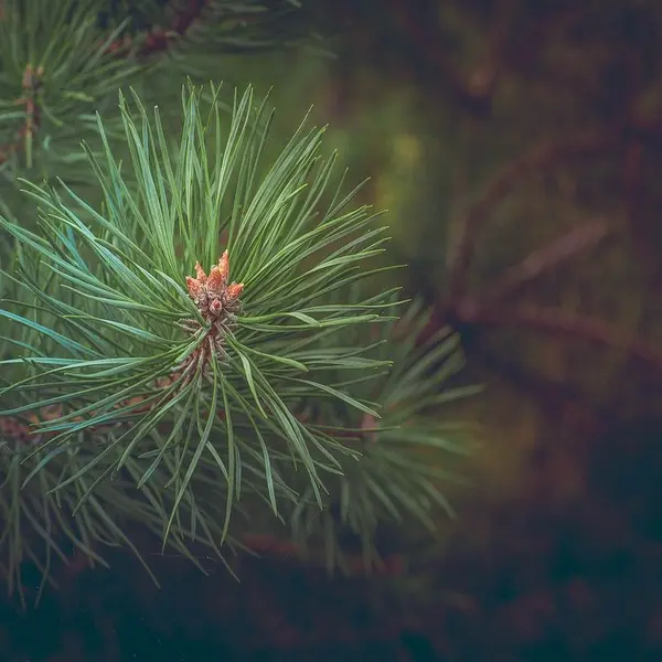 Atelier petite enfance - Sapins et Cie