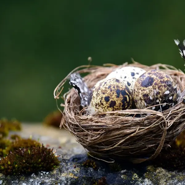 Atelier petite enfance - Œufs et nids
