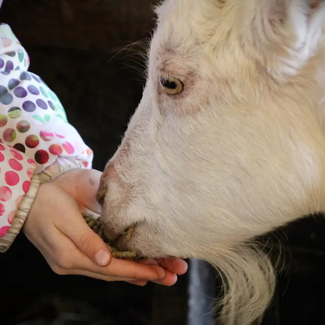 Ateliers journée à la ferme