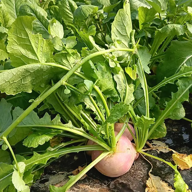 Au panier de la ferme saint Denis le Thiboult 2025-©AupanierdelafermeFB (1)