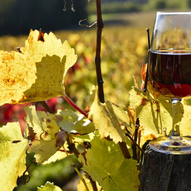 Beaujolais nouveau 2025