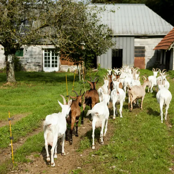 Chèvrerie du Val de Bures