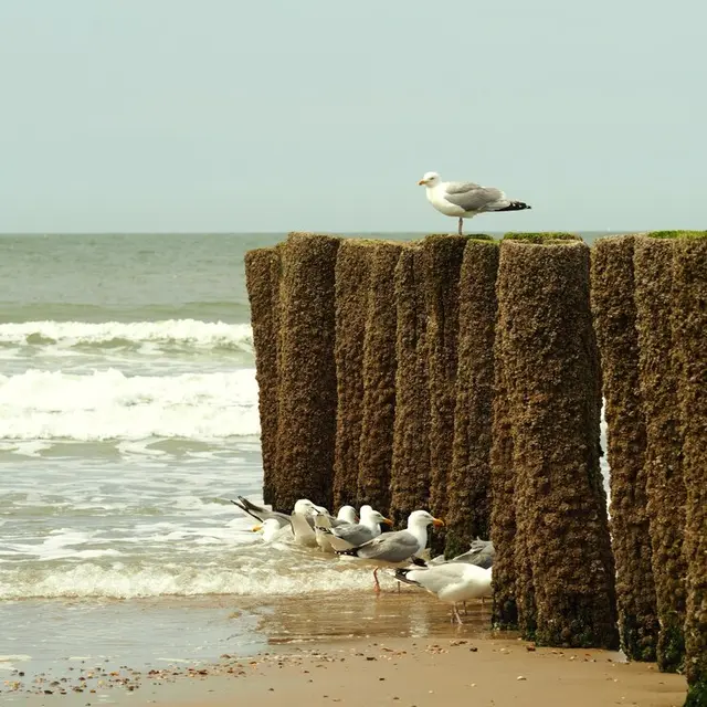 Biodiversité du littorale