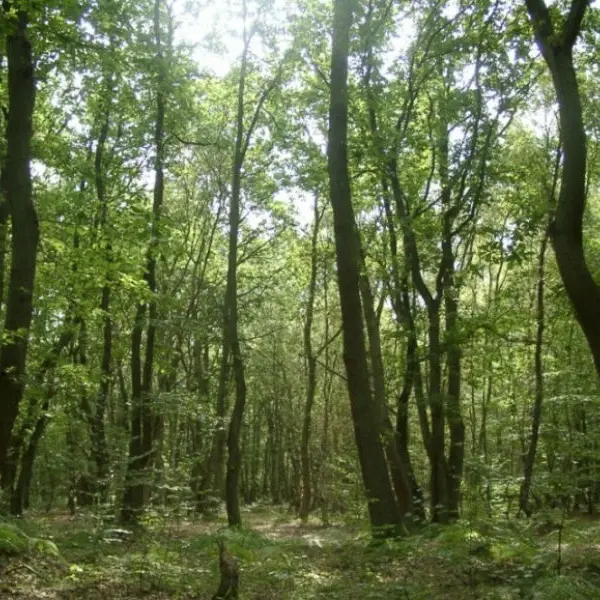 Bois du Roule
