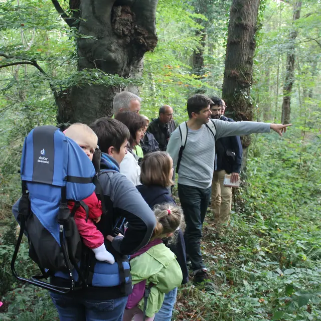 Bois-de-Bernouville
