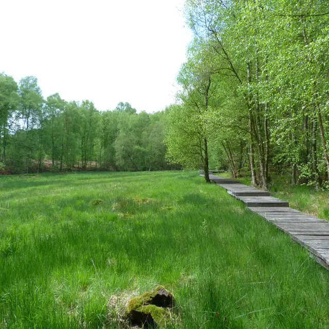 Bois de l'Epinay (4) © Catherine Leroy