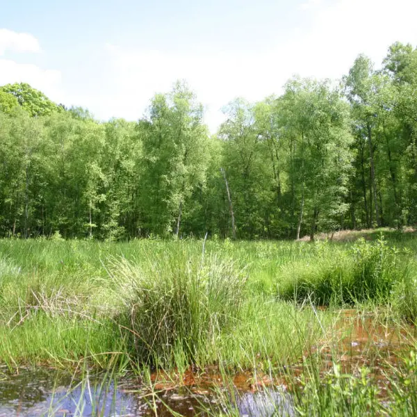Bois de l'Epinay