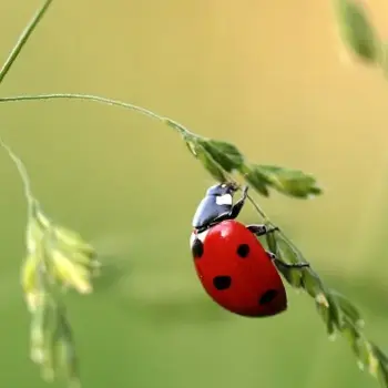 Propos de jardinier : À la découverte du cycle de vie des coccinelles