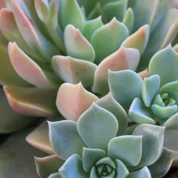 Propos de jardinier : Cactées et succulentes