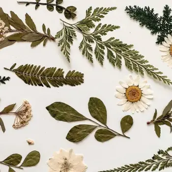 Atelier famille : Mon premie herbier