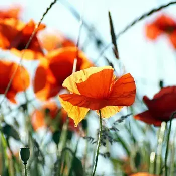 Propos de jardinier : Coquelicot et compagnie