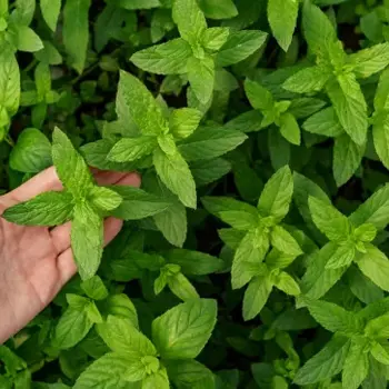 Atelier participatif : Bouturage des plantes aromatiques
