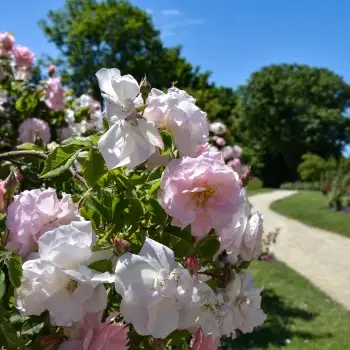 La botanique pour les nuls