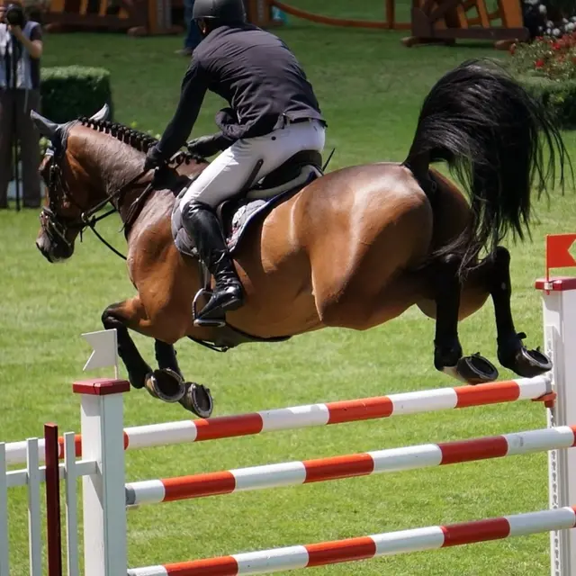 course hippique