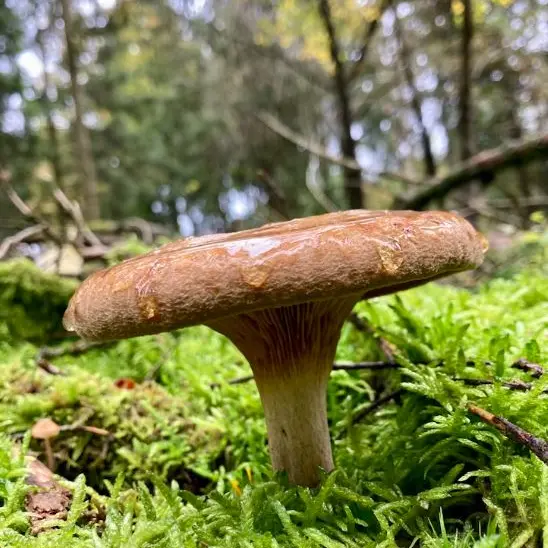 Randonnée Champignons