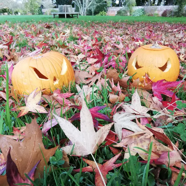 Citrouilles Jack O'Lantern