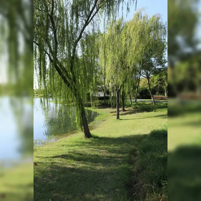 Construite_cabane_saule_Maison_Du_Parc_NDB