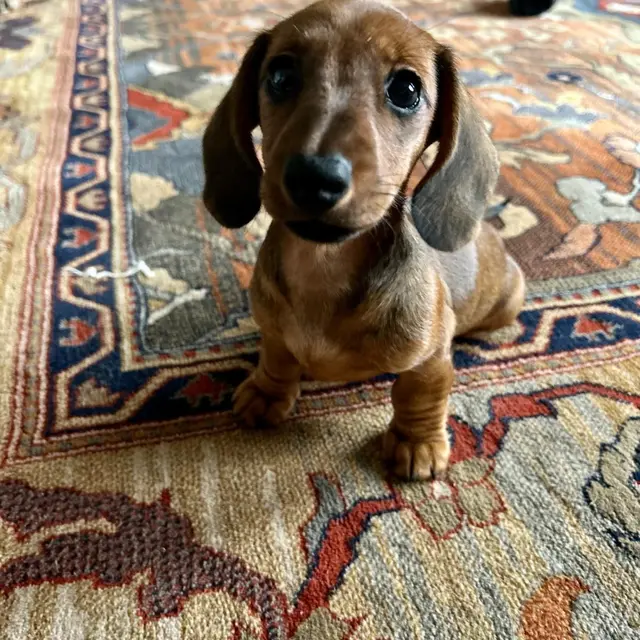 Colette Manoir de Fumechon